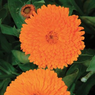 Candyman Orange Calendula Thumbnail