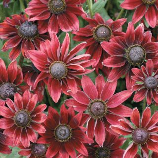 Cherry Brandy Rudbeckia Thumbnail