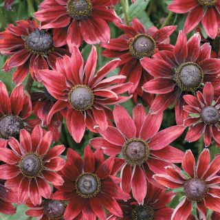 Cherry Brandy Rudbeckia Thumbnail