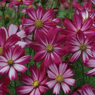 Cosimo Red & White Cosmos Thumbnail
