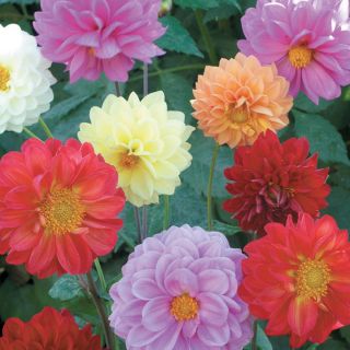 Showpiece Mix Dahlia Thumbnail