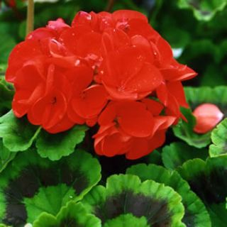 Ringo 2000 Cardinal Red Geranium Thumbnail