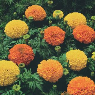 Crackerjack Marigold Thumbnail