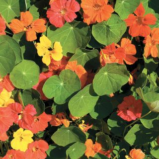 Whirlybird Mix Nasturtium Thumbnail