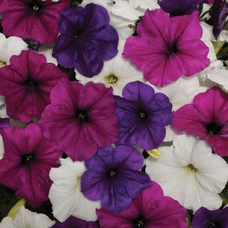 Easy Wave Great Lakes Mix Petunia Thumbnail