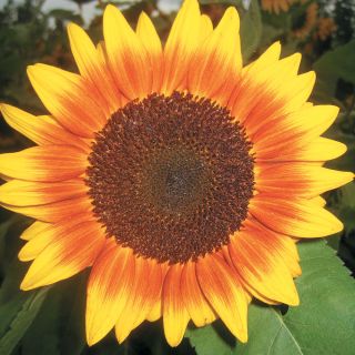 Solar Power Sunflower Thumbnail