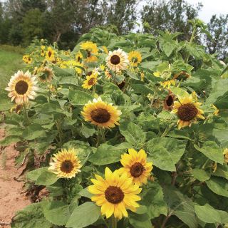Sunny Days Compact Mix Sunflower Thumbnail