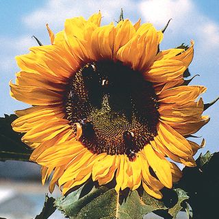 Giganteus Sunflower Thumbnail