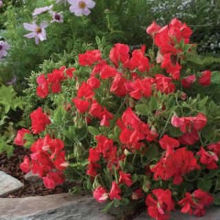 Villa Roma Scarlet Sweet Pea Thumbnail