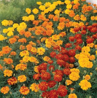 Durango Mix Marigold Thumbnail