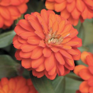 Zahara Double Fire Zinnia Thumbnail