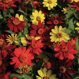 Zahara Bonfire Mix Zinnia Thumbnail