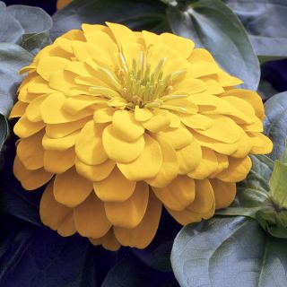 Magellan Yellow Zinnia Thumbnail