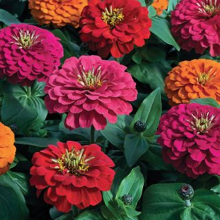 Magellan Persian Carpet Mix Zinnia Thumbnail