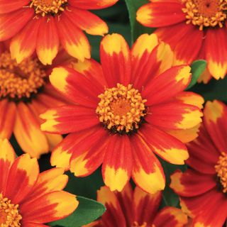 Zahara Sunburst Zinnia Thumbnail