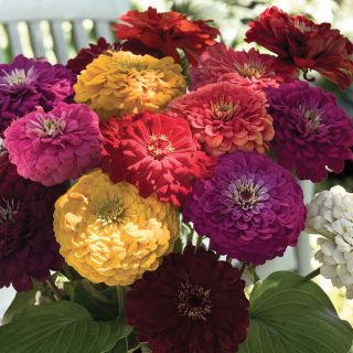 Benary's Giant Zinnia Thumbnail