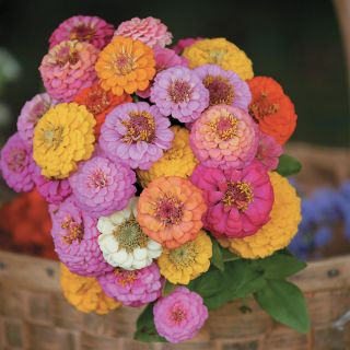 Pompom Zinnia Thumbnail