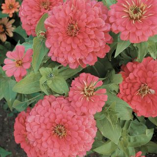 Magellan Salmon Zinnia Thumbnail