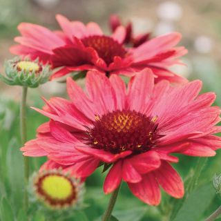 Arizona Red Shades Gaillardia Thumbnail