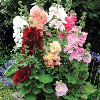 Spring Celebrity Mix Hollyhock Thumbnail