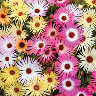 Sparkles Mix Livingstone Daisy Thumbnail