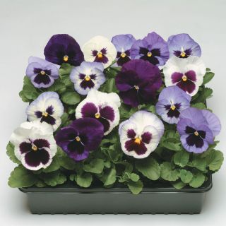 Matrix Ocean Breeze Pansy Thumbnail