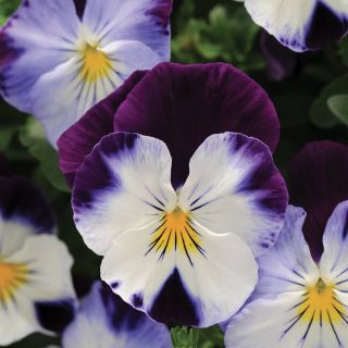 Coolwave Violet Wing Pansy Thumbnail
