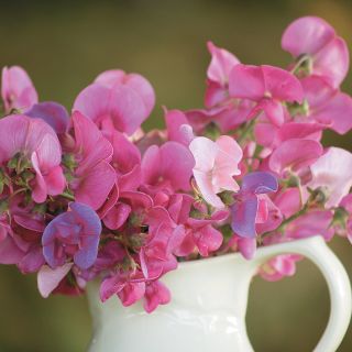 Pearl Mix Sweet Pea Thumbnail