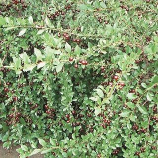 Romeo Hardy Cherry Thumbnail