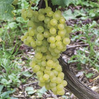 Himrod Seedless Grapes Thumbnail