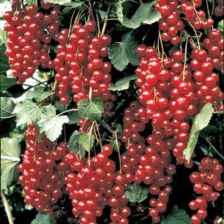 Red Lake Currant Thumbnail