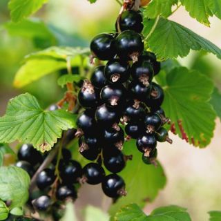 Consort Black Currant Thumbnail