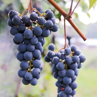 Marquette Grapes Thumbnail