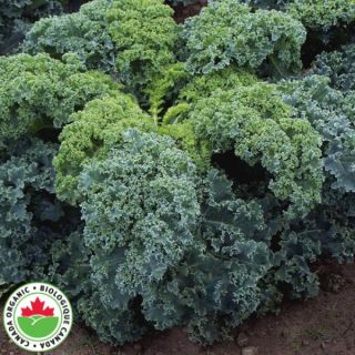 Darkibor Organic Kale Thumbnail
