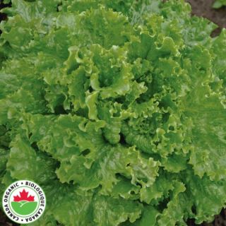 Bergams Green Organic Lettuce Thumbnail