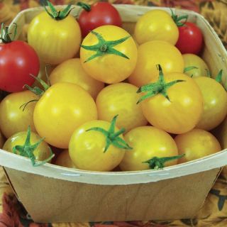 Esterina Organic Tomato Thumbnail