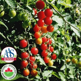 Jasper Organic Tomato Thumbnail