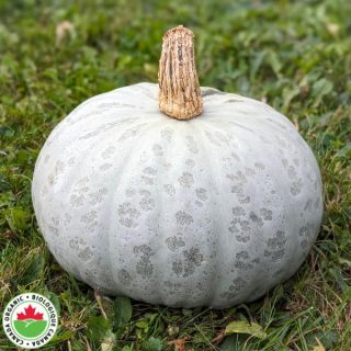 Winter Sweet Organic Squash Thumbnail
