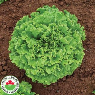 Muir Organic One Cut Lettuce Thumbnail