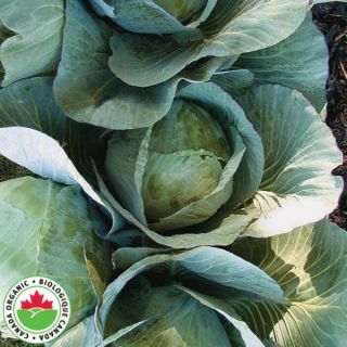 Lennox Organic Cabbage Thumbnail