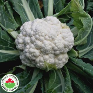 Mardi Organic Cauliflower Thumbnail