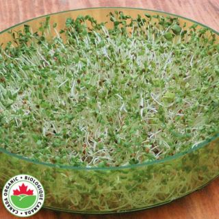 Spring Salad Mix Organic Sprouts Thumbnail