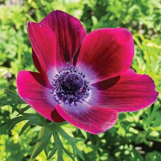 Bordeaux Anemone Thumbnail