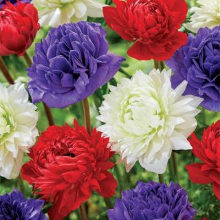 Anemone Frilly Knickers liners from Emerald Coast Growers