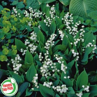 Lily of the Valley Thumbnail