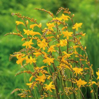 Sunglow Crocosmia Thumbnail