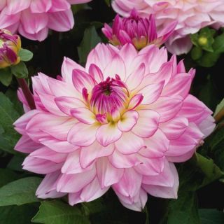 Sincerity Dahlia Thumbnail