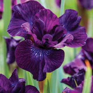 Purplelicious Iris Thumbnail