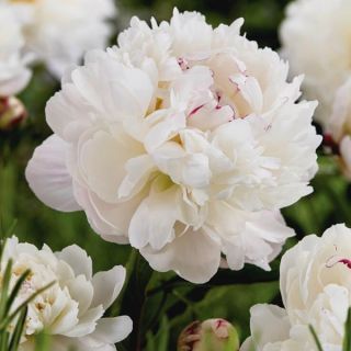 Gardenia Peony Thumbnail