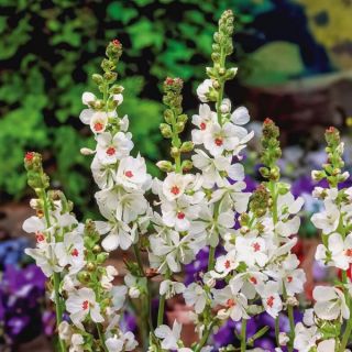 Candida Prairie Mallow Thumbnail